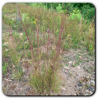 Little Bluestem